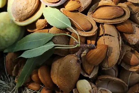 تصویر 3 از خرید و قیمت بادام درختی شکسته + فروش عمده
